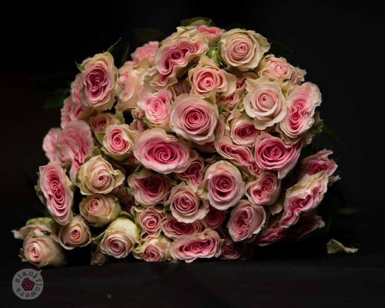 Pink Roses
